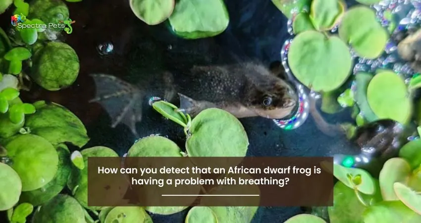 How can you detect that an African dwarf frog is having a problem with breathing