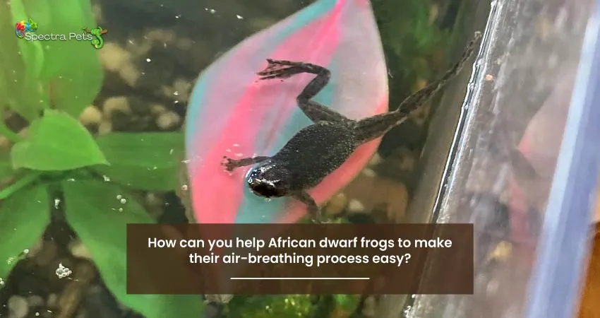 How can you help African dwarf frogs to make their air-breathing process easy