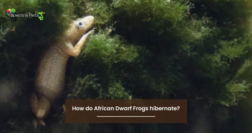 How do African Dwarf Frogs hibernate