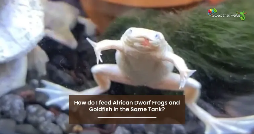 How do I feed African Dwarf Frogs and Goldfish in the Same Tank