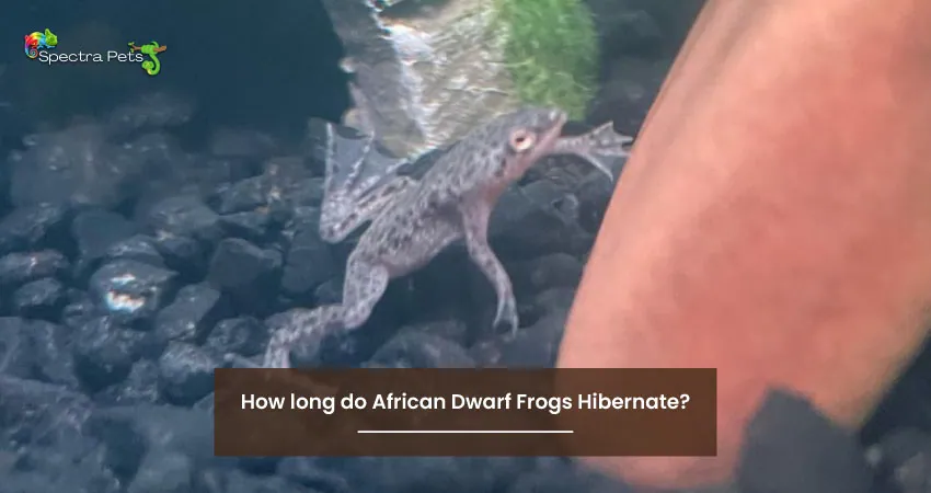 How long do African Dwarf Frogs Hibernate