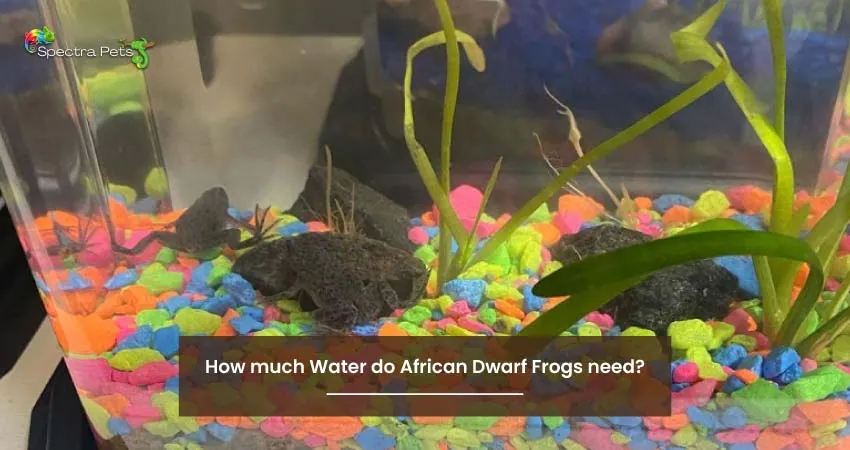 How much Water do African Dwarf Frogs need
