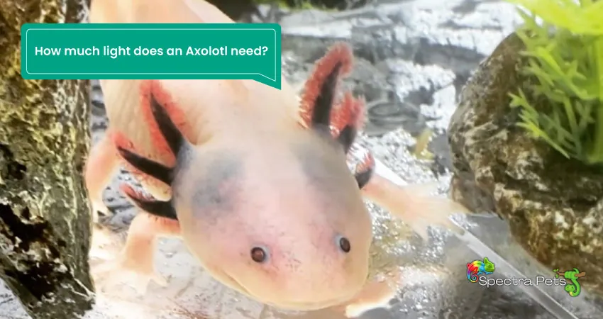 How much light does an Axolotl need