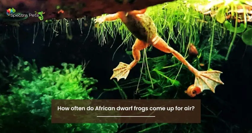 How often do African dwarf frogs come up for air