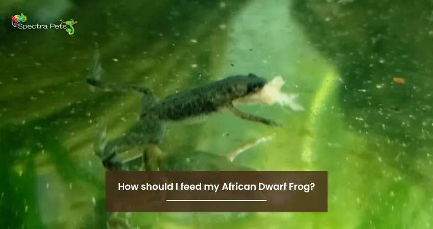 How should I feed my African Dwarf Frog