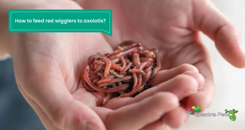 How to feed red wigglers to