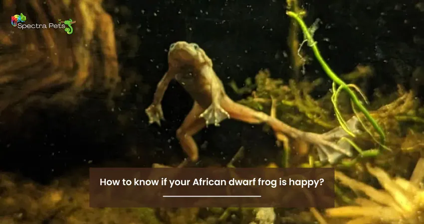 How to know if your African dwarf frog is happy