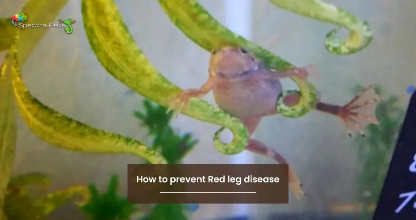 How to prevent Red leg disease