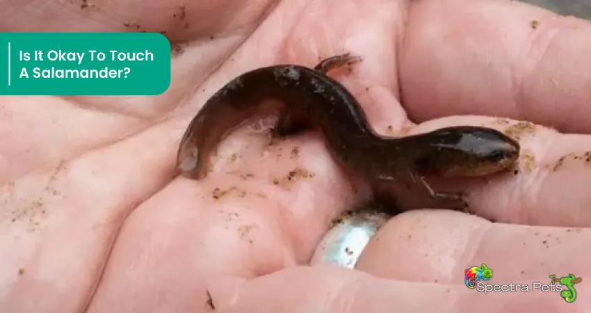 Is It Okay To Touch A Salamander