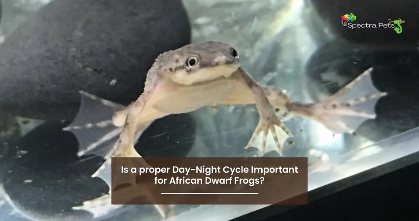 Is a proper Day Night Cycle Important for African Dwarf Frogs