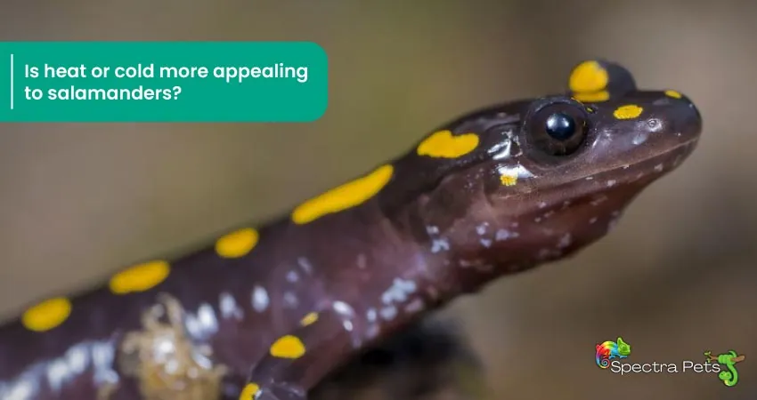 Is heat or cold more appealing to salamanders