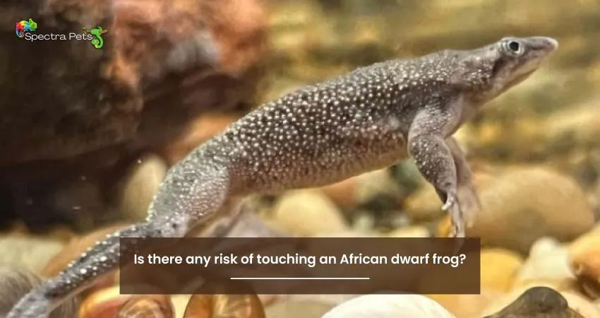 Is there any risk of touching an African dwarf frog