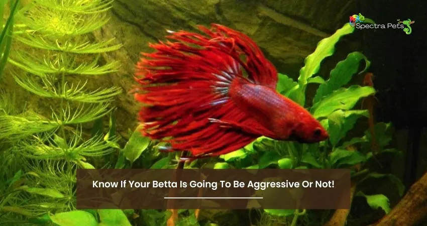 Know If Your Betta Is Going To Be Aggressive Or Not!