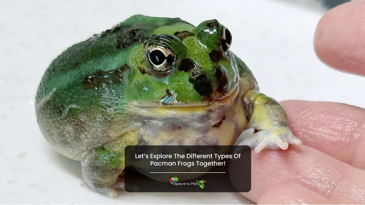Let's Explore The Different Types Of Pacman Frogs Together!