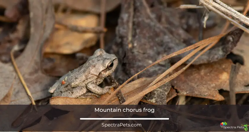 Mountain chorus frog