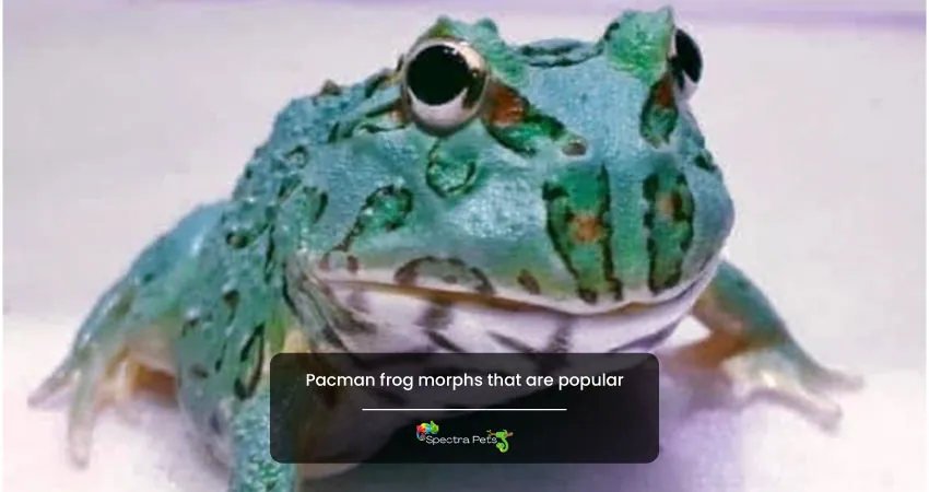 Pacman frog morphs that are popular