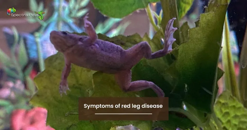 Symptoms of red leg disease