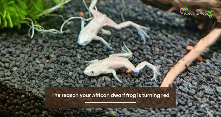 The reason your African dwarf frog is turning red