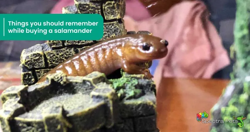 Things you should remember while buying a salamander