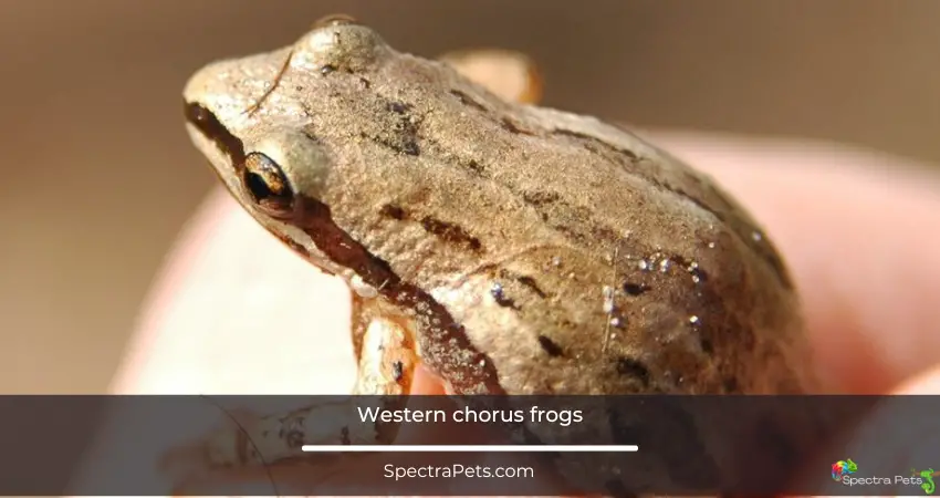 Western chorus frogs