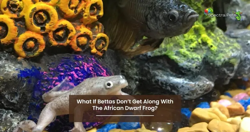 What If Bettas Dont Get Along With The African Dwarf Frog