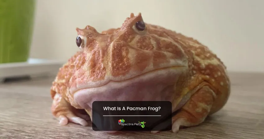 What Is A Pacman Frog