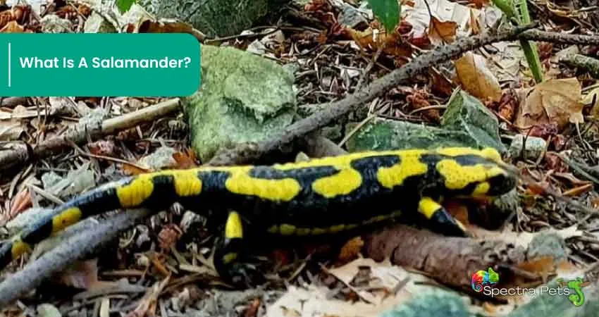 What Is A Salamander