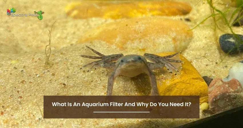 What Is An Aquarium Filter And Why Do You Need It