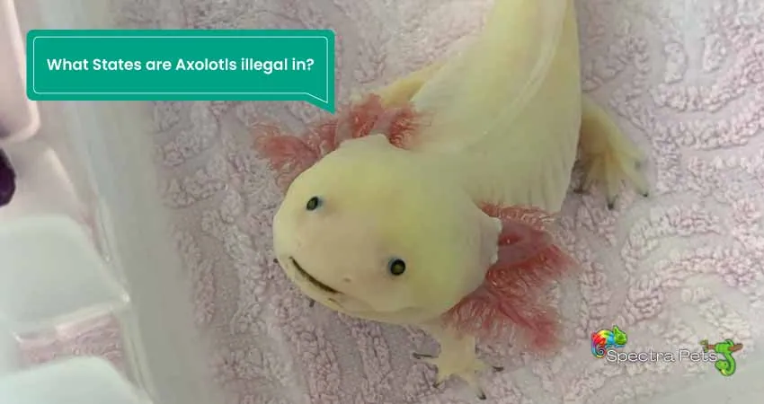 What States are Axolotls illegal in