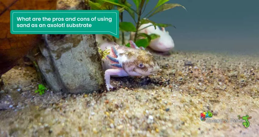 What are the pros and cons of using sand as an axolotl substrate