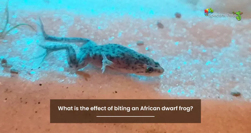 What is the effect of biting an African dwarf frog