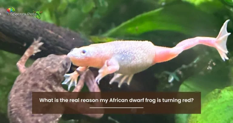 What is the real reason my African dwarf frog is turning red?