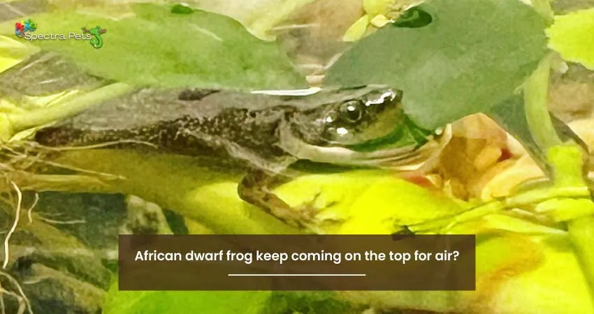 What Is The Reason My African Dwarf Frog Keep Coming On The Top For Air?