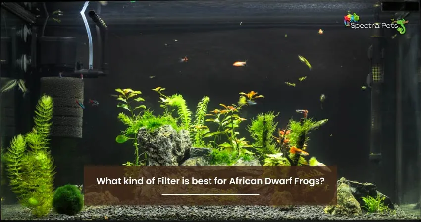 What kind of Filter is best for African Dwarf Frogs