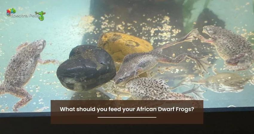 Fish Flakes: A Genuine Food For African Dwarf Frogs?