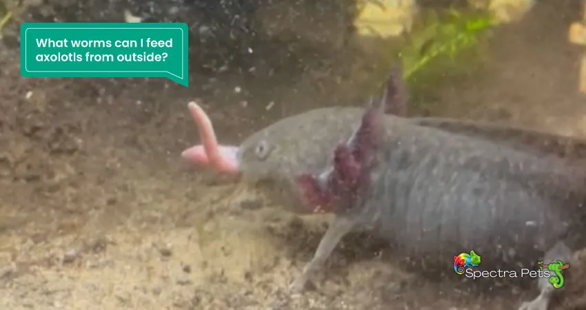 What worms can I feed axolotls from outside