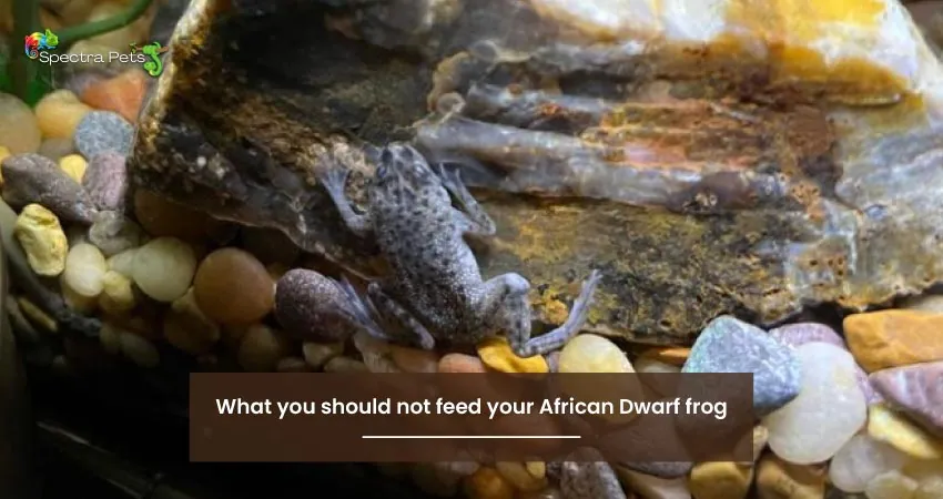 What you should not feed your African Dwarf frog