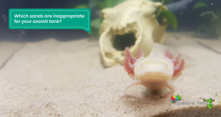 Which sands are inappropriate for your axolotl tank