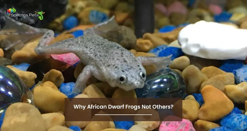 Why African Dwarf Frogs Not Others