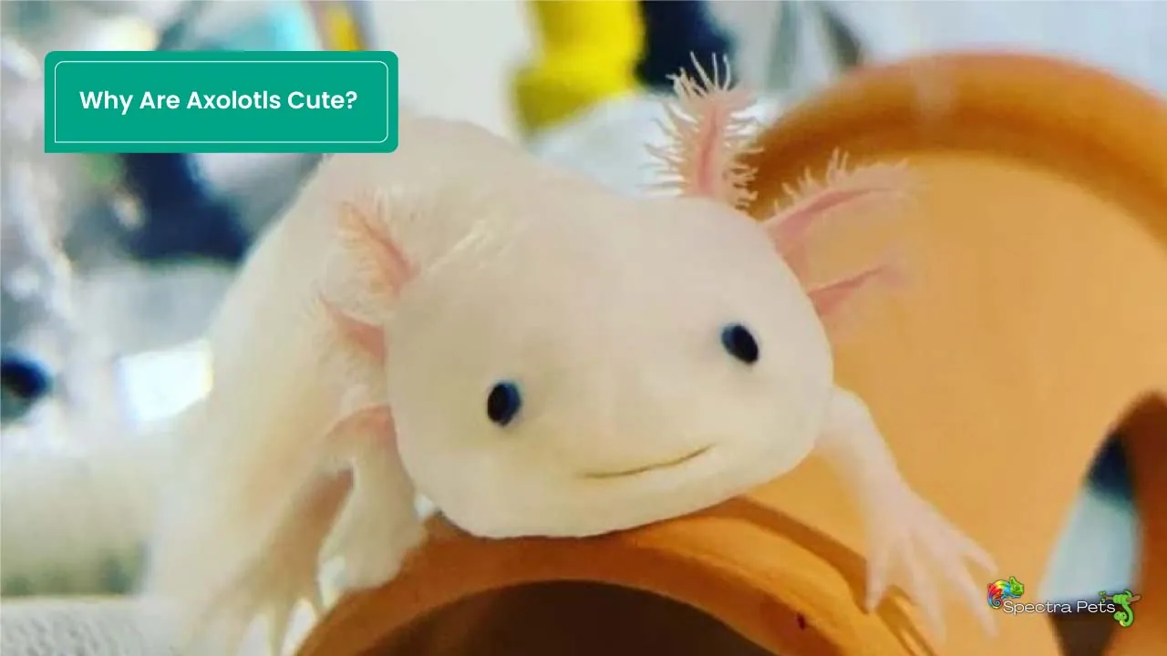 Why Are Axolotls Cute 6 Facts You Should Know 
