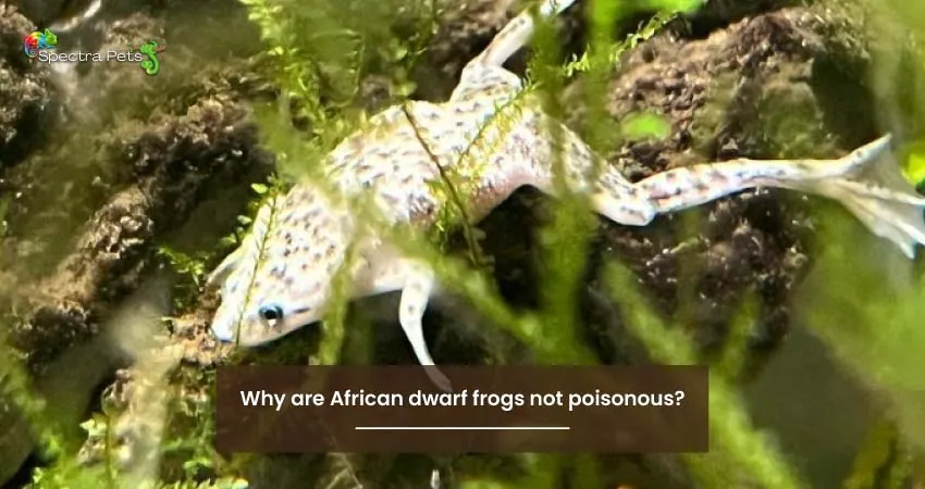 Why are African dwarf frogs not poisonous