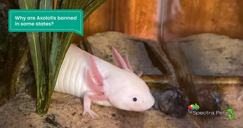 Why are Axolotls banned in some states
