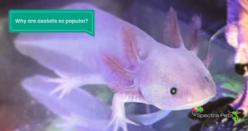 Why are axolotls so popular