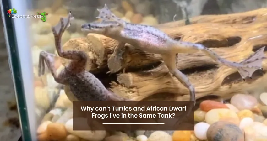 Why cant Turtles and African Dwarf Frogs live in the Same Tank