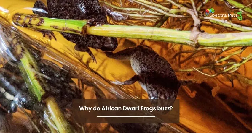 Why do African Dwarf Frogs buzz