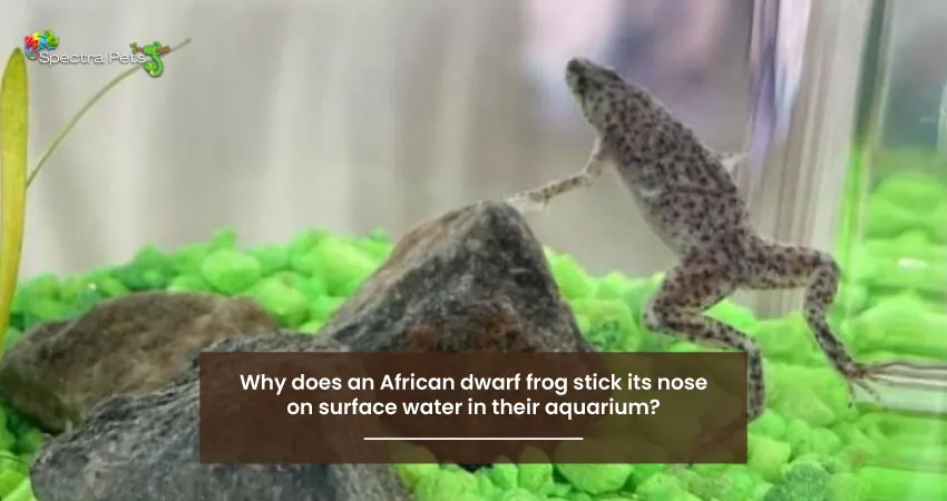 Why does an African dwarf frog stick its nose on surface water in their aquarium