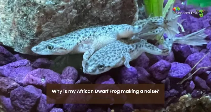 Why is my African Dwarf Frog making a noise