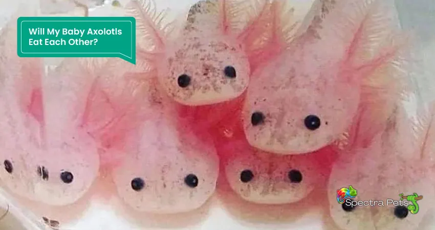 Will My Baby Axolotls Eat Each Other