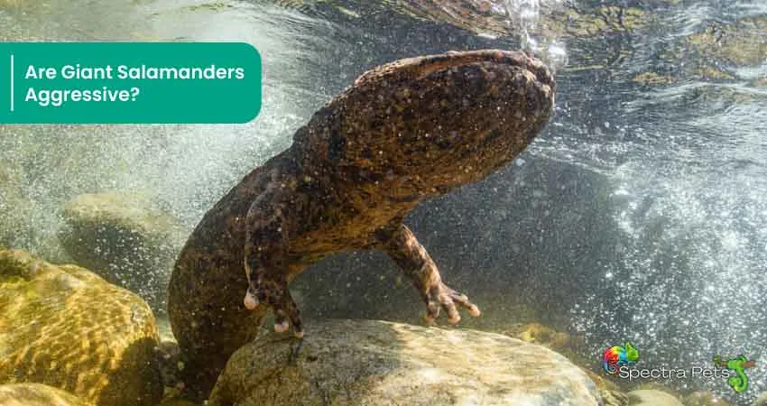 Are Giant Salamanders Aggressive