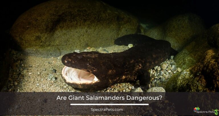 Are Giant Salamanders Dangerous? [Not Really!]